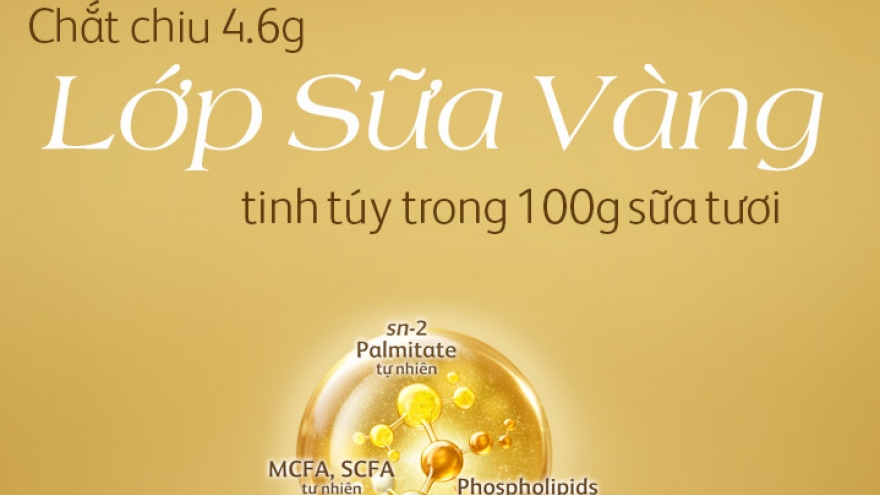 Friso Prestige với công thức dinh dưỡng “Lớp sữa vàng tăng cường miễn dịch”